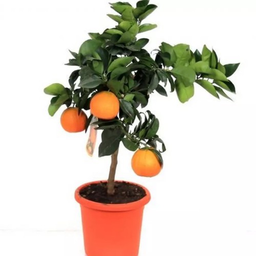 Portocal Arancio , ghiveci 7L, H 60-80 cm