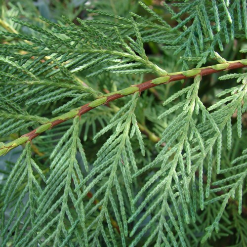 Chiparos Leylandii , Cupressocyparis leylandii, H60-70cm , ghiveci 0,3l Chiparos Leylandii , Cupressocyparis leylandii, H60-70cm , ghiveci 0,3l