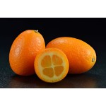 Kumquat, ghiveci 5L, H 50-70 cm