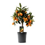 Kumquat, ghiveci 5L, H 50-70 cm