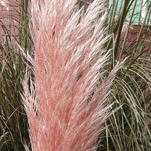 Cortaderia Sellona Rosea (Iarba de pampas) 60- 80 cm