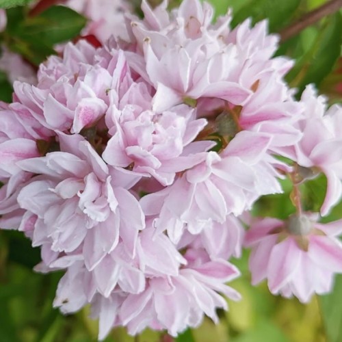 Deutzia hybrida Pink Pom-Pom , 40/50 cm