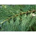 Cupressocyparis leylandii , 100/120 cm