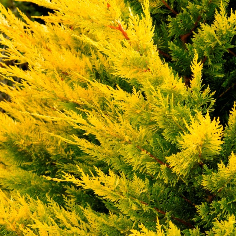 Cupressocyparis leylandii 'Gold Rider' , 100/125 cm