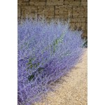 Arbust decorativ - Salvie ruseasca Perovskia atriplicifolia Lacey Blue 30 40 cm Arbust decorativ - Salvie ruseasca Perovskia atriplicifolia Lacey Blue 30 40 cm