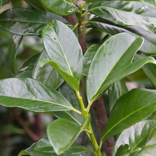 Prunus Laurocerasus Novita clt 18 1/2, pe picior (Laur englezesc) Prunus Laurocerasus Novita clt 18 1/2, pe picior (Laur englezesc)