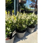 Euonymus Himalaya 