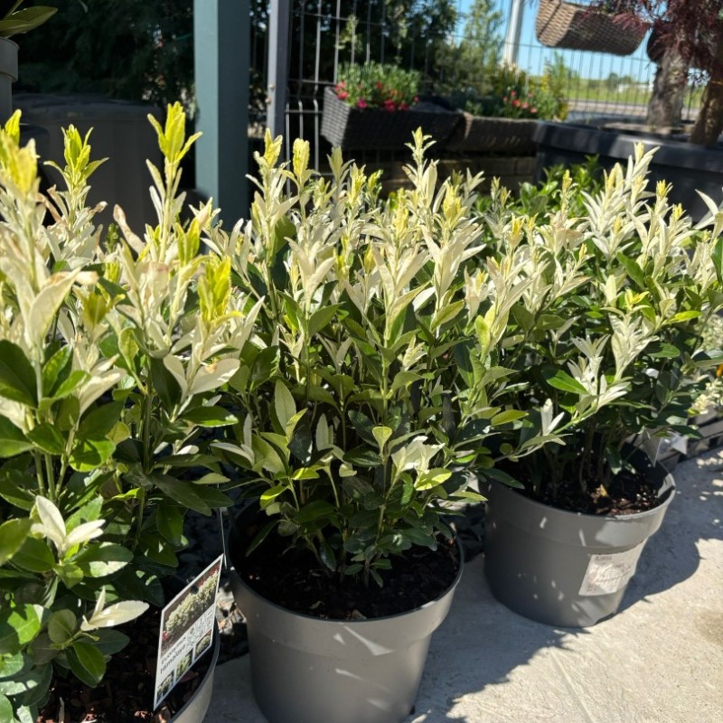 Euonymus Himalaya 