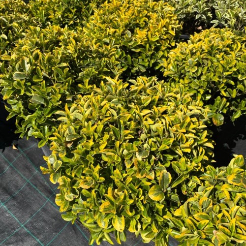 Euonymus japonicus 'Elegantissimus Aureus' Bila , 30/40