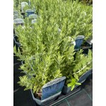 Salvie ruseasca Perovskia Blue Spire 40cm Salvie ruseasca Perovskia Blue Spire 40cm