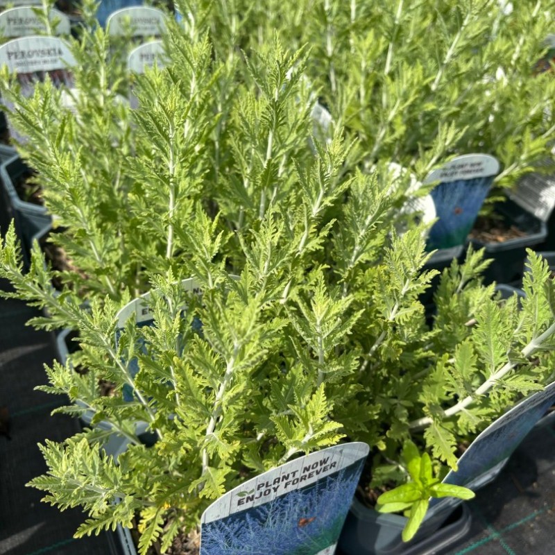 Salvie ruseasca Perovskia Blue Spire 40cm Salvie ruseasca Perovskia Blue Spire 40cm