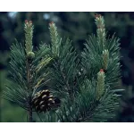 Pinus sylvestris pe picior , ghiveci 9 L, h 120-140 cm