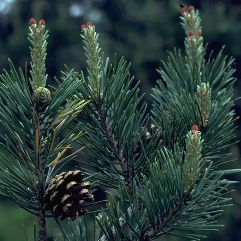 Pinus sylvestris pe picior , ghiveci 9 L, h 120-140 cm