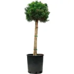 Pinus sylvestris pe picior , ghiveci 9 L, h 120-140 cm