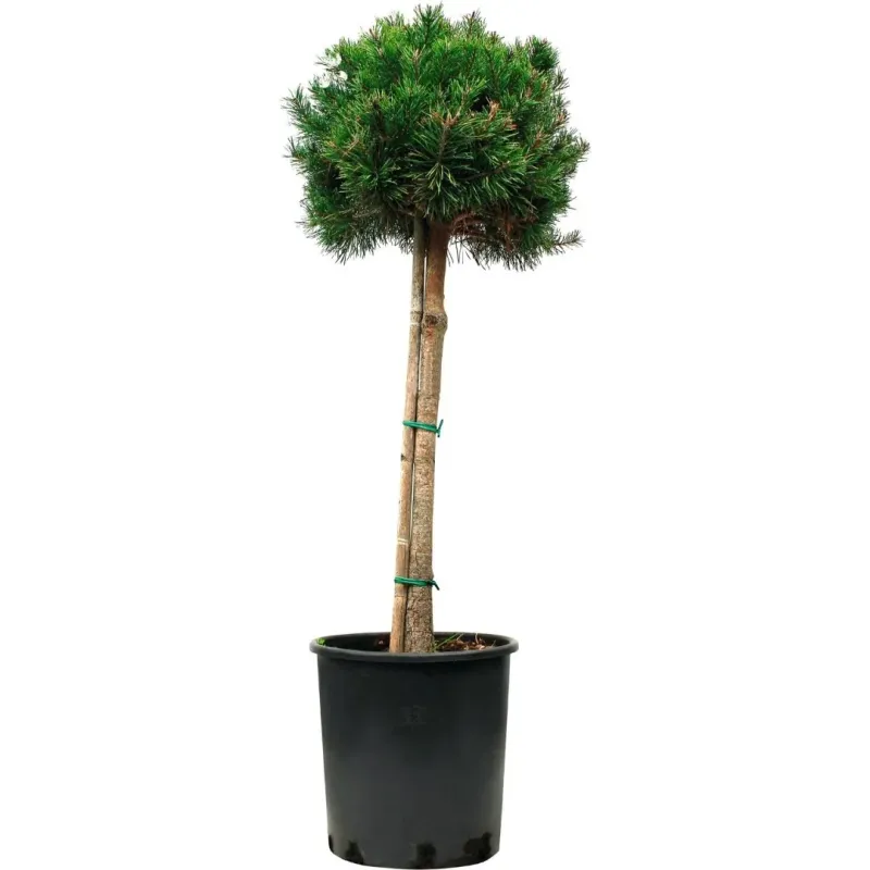 Pinus sylvestris pe picior , ghiveci 9 L, h 120-140 cm