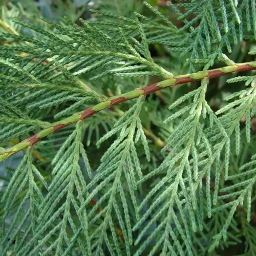 Chiparos Leylandii glob pe picior , ghiveci 9 L, h 80-100 cm Chiparos Leylandii glob pe picior , ghiveci 9 L, h 80-100 cm