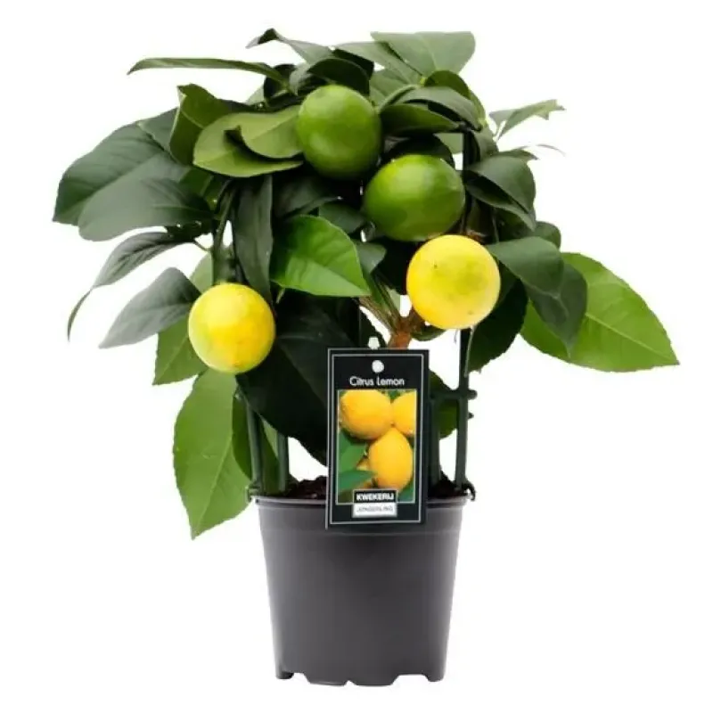 Lamai , ghiveci 5L, H 50-70  cm