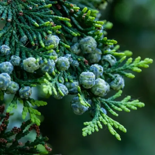 Chiparos Arizonica glob pe picior , ghiveci 25 L, h 120-140 cm Chiparos Arizonica glob pe picior , ghiveci 25 L, h 120-140 cm