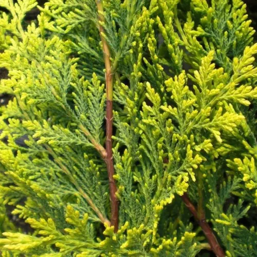 Chiparos Leylandii Gold rider Bonsai, ghiveci 9 L, h 100-120 cm Chiparos Leylandii Gold rider Bonsai, ghiveci 9 L, h 100-120 cm