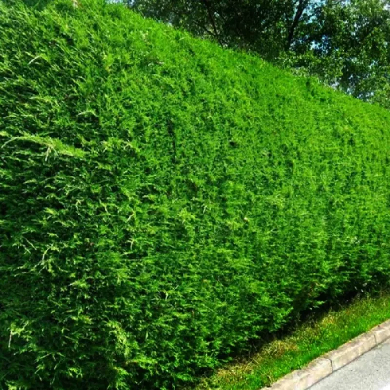 Chiparos Leylandii , Cupressocyparis leylandii, H60-70cm , ghiveci 0,3l