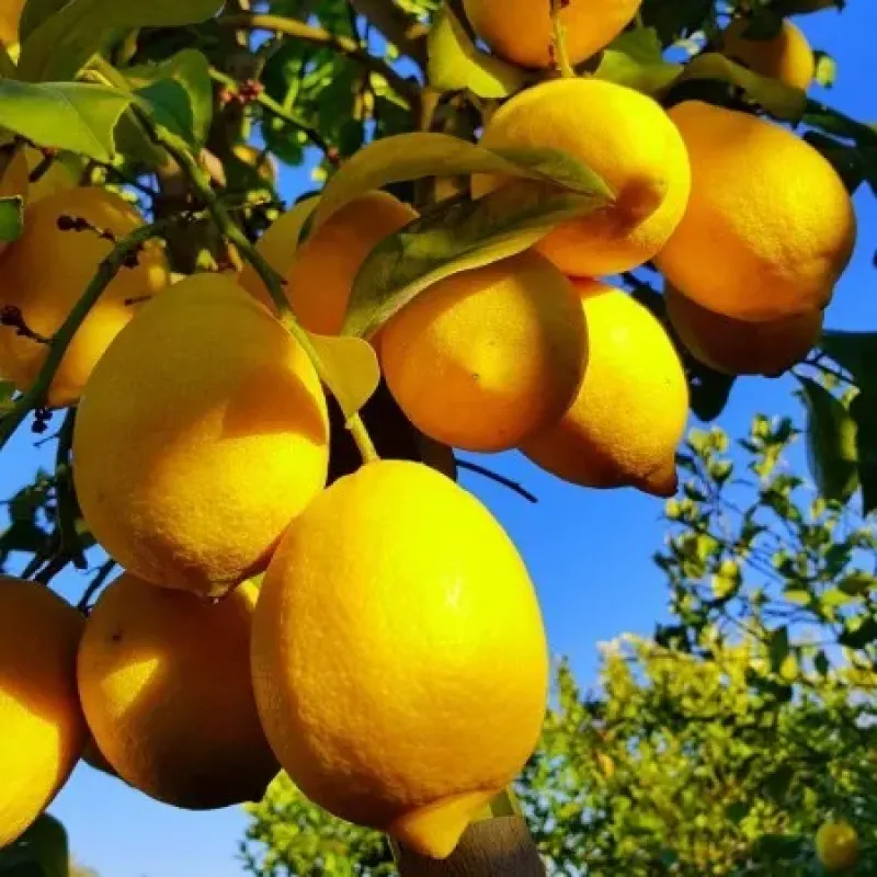 Lamai , ghiveci 5L, H 50-70  cm