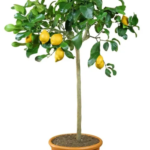 Lamai,  ghiveci 10L, H 100-120 cm