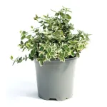 Euonymus fortunei Emerald Gaiety , 20/40 cm Euonymus fortunei Emerald Gaiety , 20/40 cm