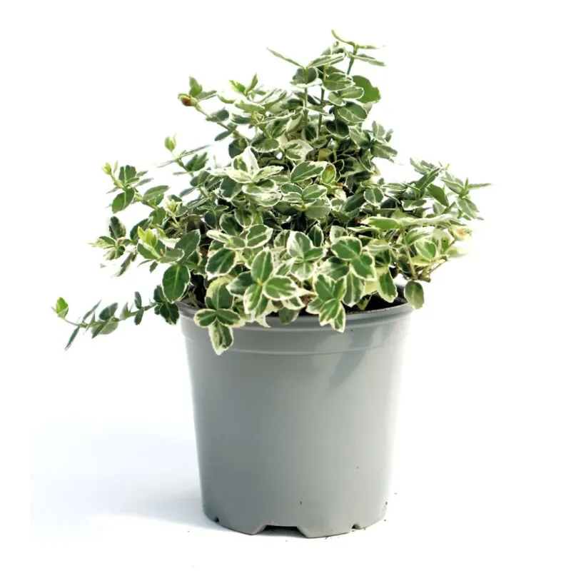 Euonymus fortunei Emerald Gaiety , 20/40 cm Euonymus fortunei Emerald Gaiety , 20/40 cm