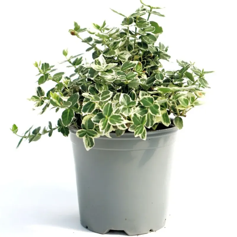 Euonymus fortunei Emerald Gaiety , 20/40 cm Euonymus fortunei Emerald Gaiety , 20/40 cm