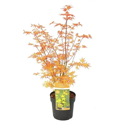 Arțar japonez , Acer palmatum katsura , H30-40 cm , ghiveci 3lt