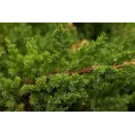 Ienupar-Juniperus Expansa Variegata Ienupar-Juniperus Expansa Variegata