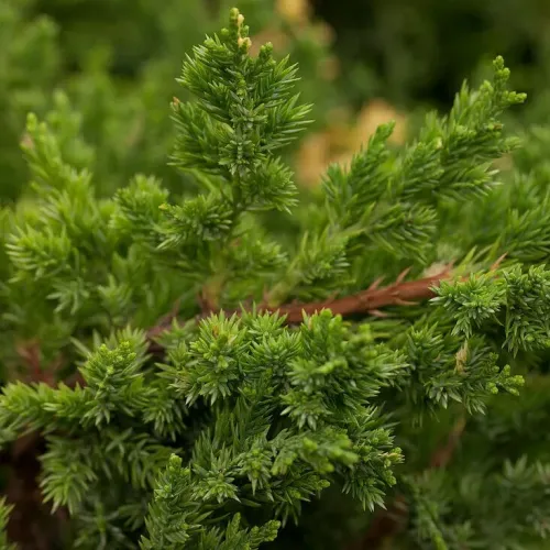 Ienupar-Juniperus Expansa Variegata 30-40 cm