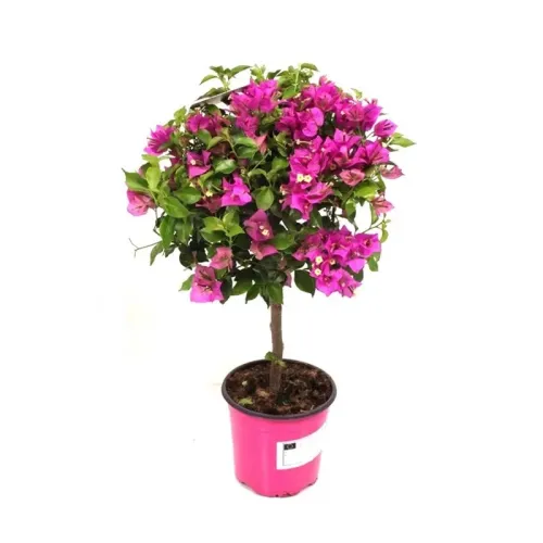 Bougainvillea Glabra Floare de hartie pe picior