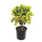 Aucuba japonica , 80-100 cm Aucuba japonica , 80-100 cm