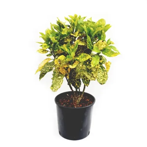 Aucuba japonica , 80-100 cm