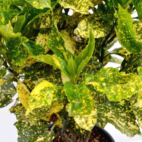 Aucuba Japonica 125/150 Aucuba Japonica 125/150