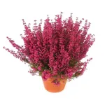 Erica gracilis Roz , 20-35 cm