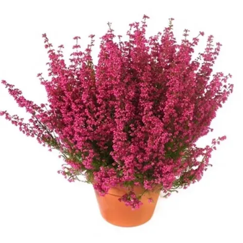 Erica gracilis Roz , 20-35 cm 