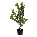 Magnolia Denudata Cleopatra (Mov) ,  H 80-100 cm