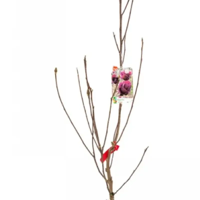 Magnolia Black Tulip (Mov) , H 80-100 cm