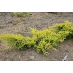 Ienupar-Juniperus Gold Star Mini Fusto Ienupar-Juniperus Gold Star Mini Fusto