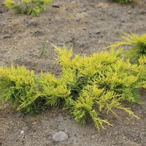 Ienupar-Juniperus Gold Star Mini Fusto 40-50 cm