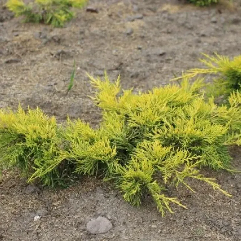 Ienupar-Juniperus Gold Star Mini Fusto Ienupar-Juniperus Gold Star Mini Fusto