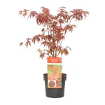 Arțar japonez , Acer palmatum 'Atropurpureum' , H30-40 cm , ghiveci 3lt Arțar japonez , Acer palmatum 'Atropurpureum' , H30-40 cm , ghiveci 3lt