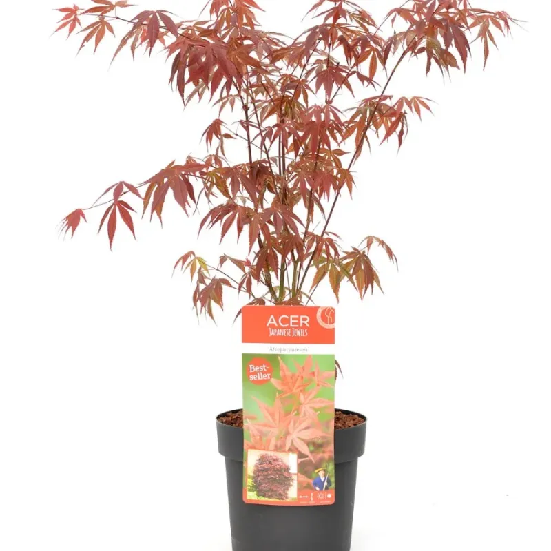 Arțar japonez , Acer palmatum 'Atropurpureum' , H30-40 cm , ghiveci 3lt Arțar japonez , Acer palmatum 'Atropurpureum' , H30-40 cm , ghiveci 3lt