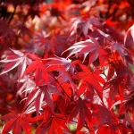 Acer palmatum Fireglow 100+ cm Acer palmatum Fireglow 100+ cm