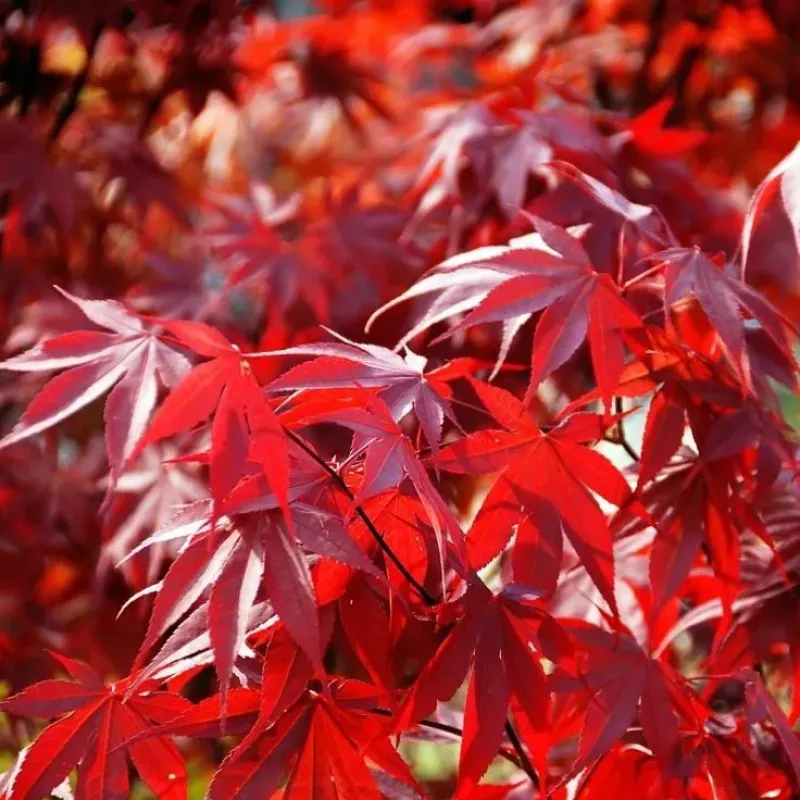 Acer palmatum Fireglow 100+ cm Acer palmatum Fireglow 100+ cm