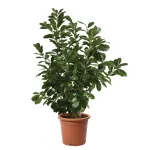 Arbust decorativ-Prunus Laurocerasus Novita clt 10 100/125 Arbust decorativ-Prunus Laurocerasus Novita clt 10 100/125