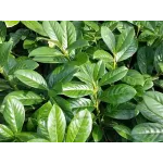 Arbust decorativ-Prunus Laurocerasus Novita clt 10 100/125 Arbust decorativ-Prunus Laurocerasus Novita clt 10 100/125