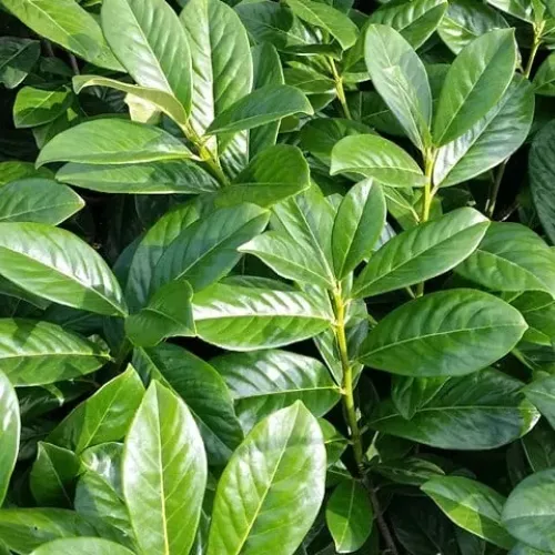 Prunus Laurocerasus Novita Gard viu clt 10 100/125 (Laur englezesc) Prunus Laurocerasus Novita Gard viu clt 10 100/125 (Laur englezesc)